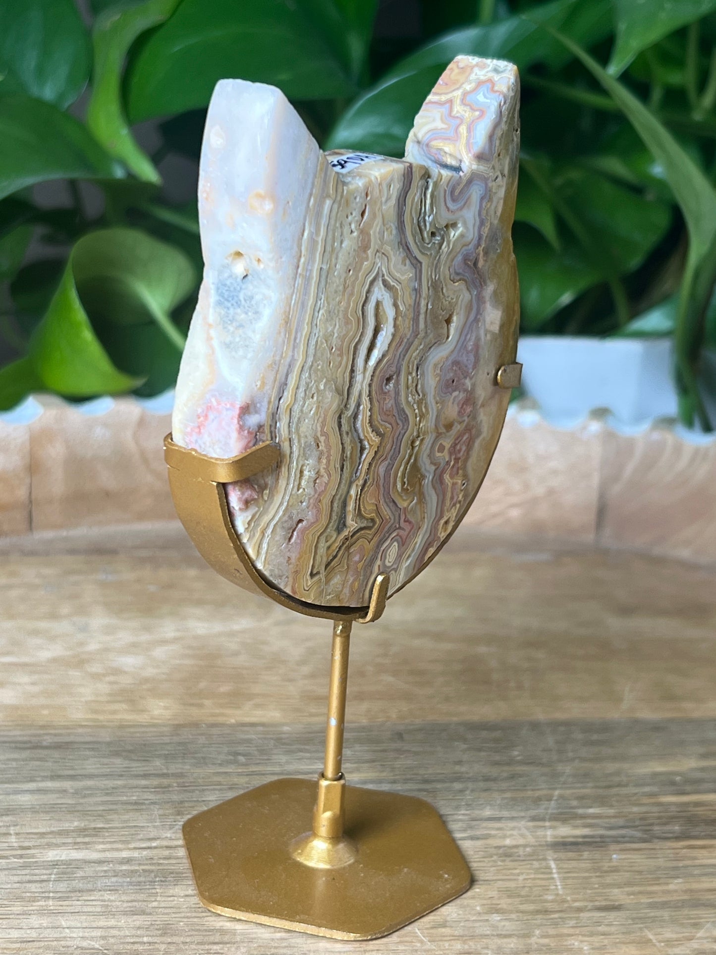 Crazy Lace Agate Cat