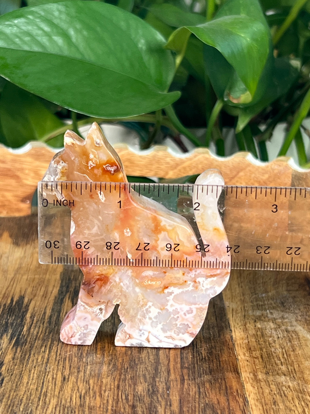 Carnelian Cats