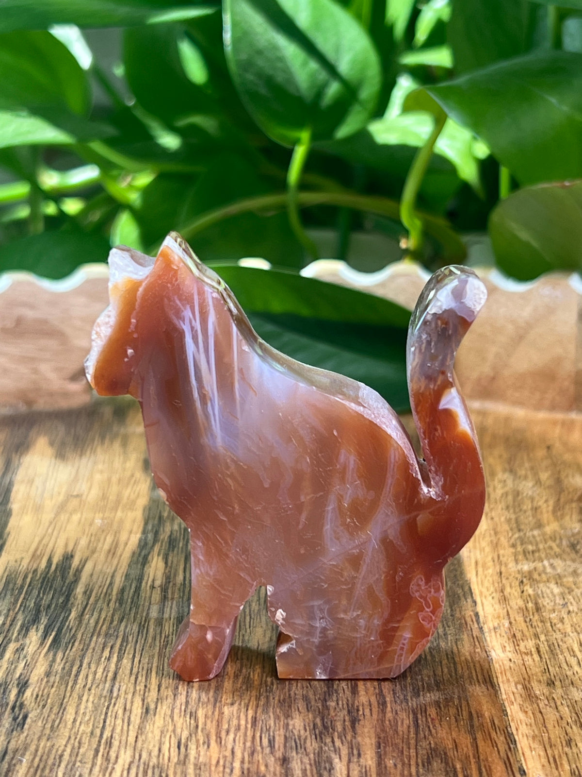 Carnelian Cat: PH