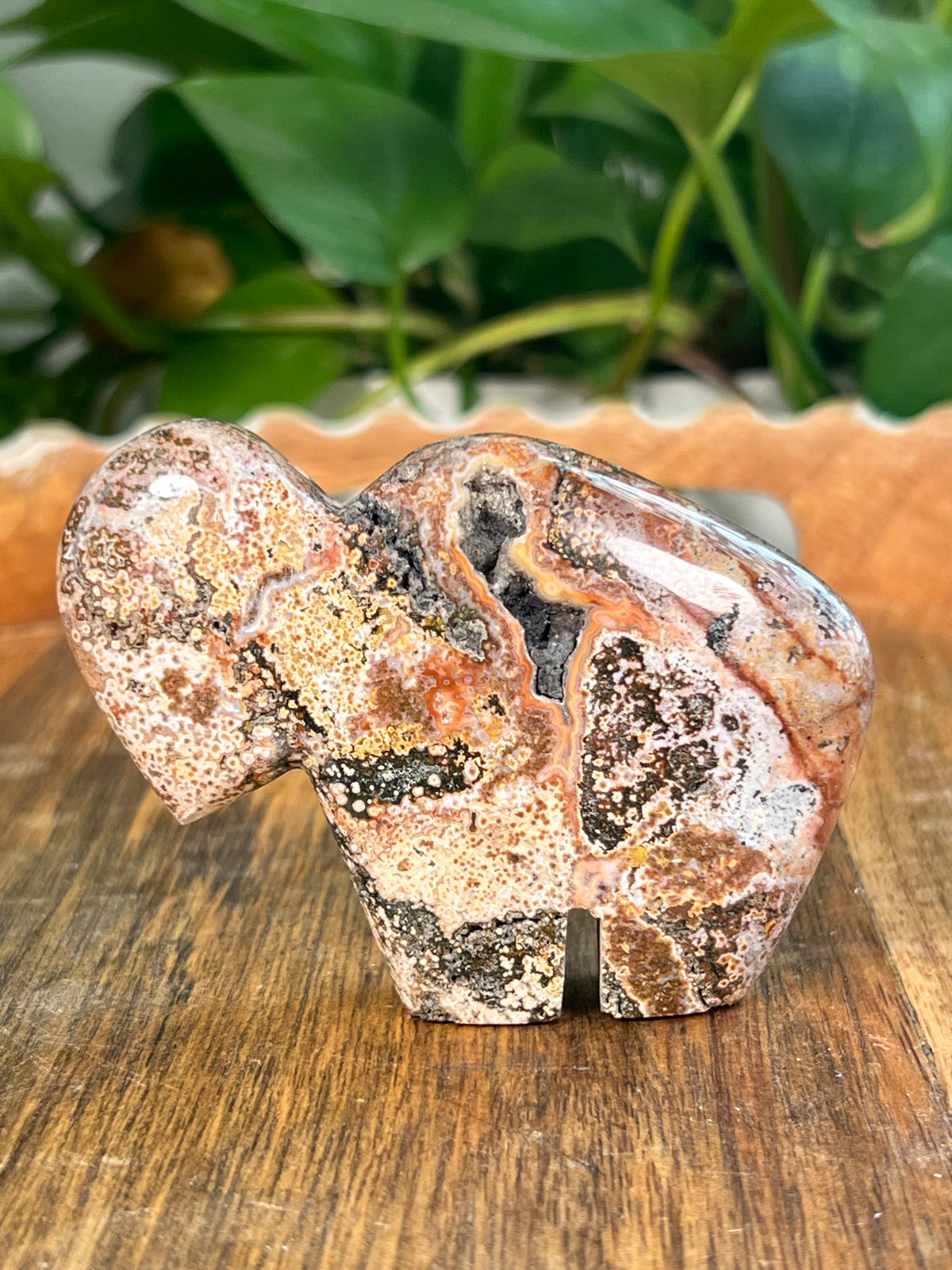 Sea Jasper Buffalos