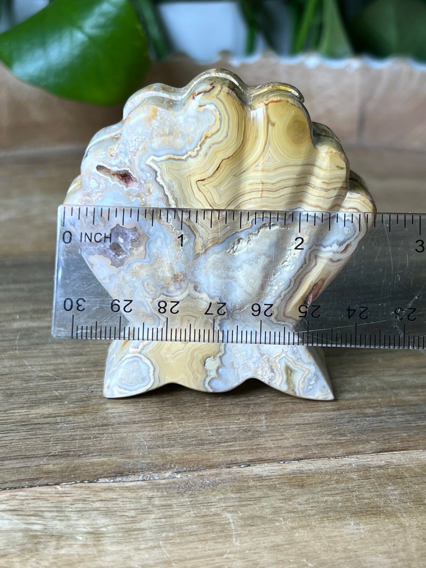 Crazy Lace Agate Shell