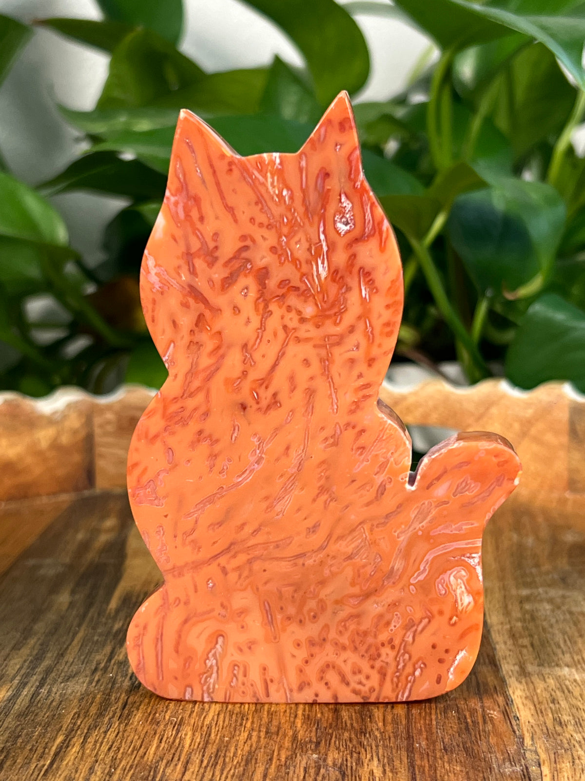 Carnelian Cats