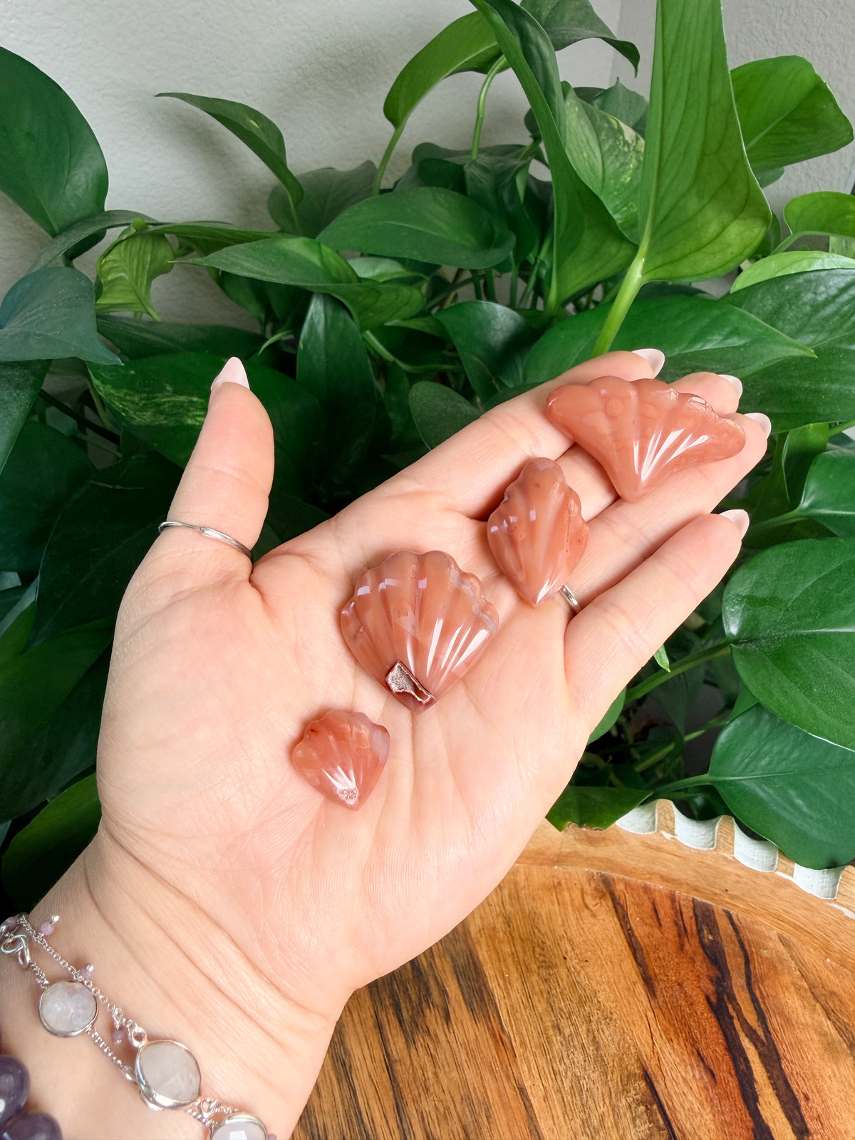 Carnelian Mini Shells