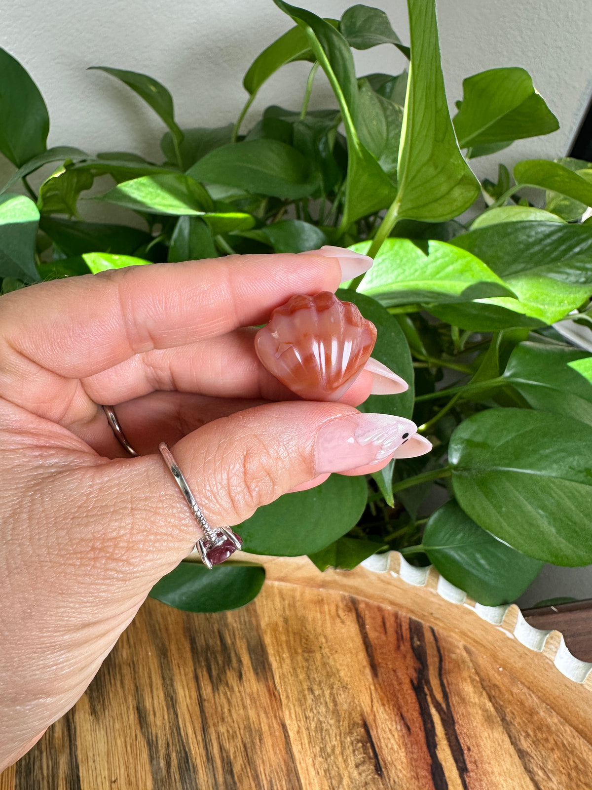 Carnelian Mini Shells