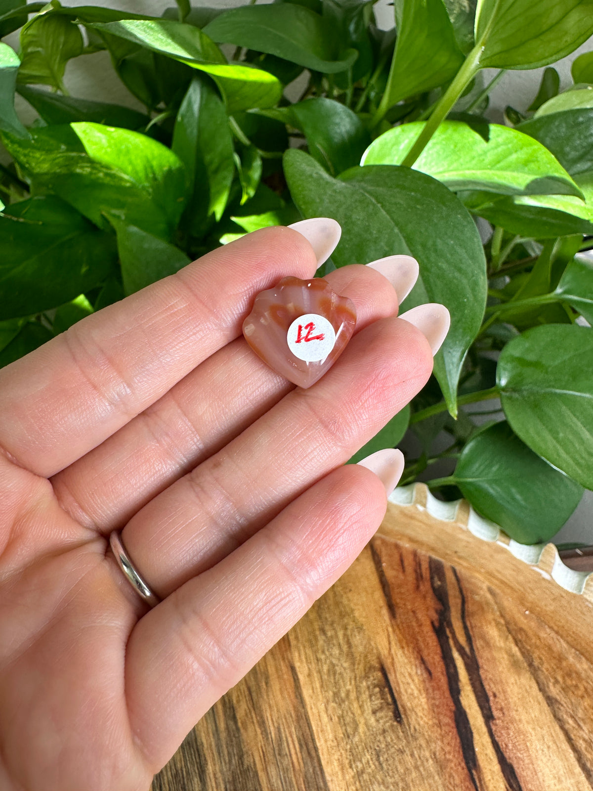 Carnelian Mini Shells