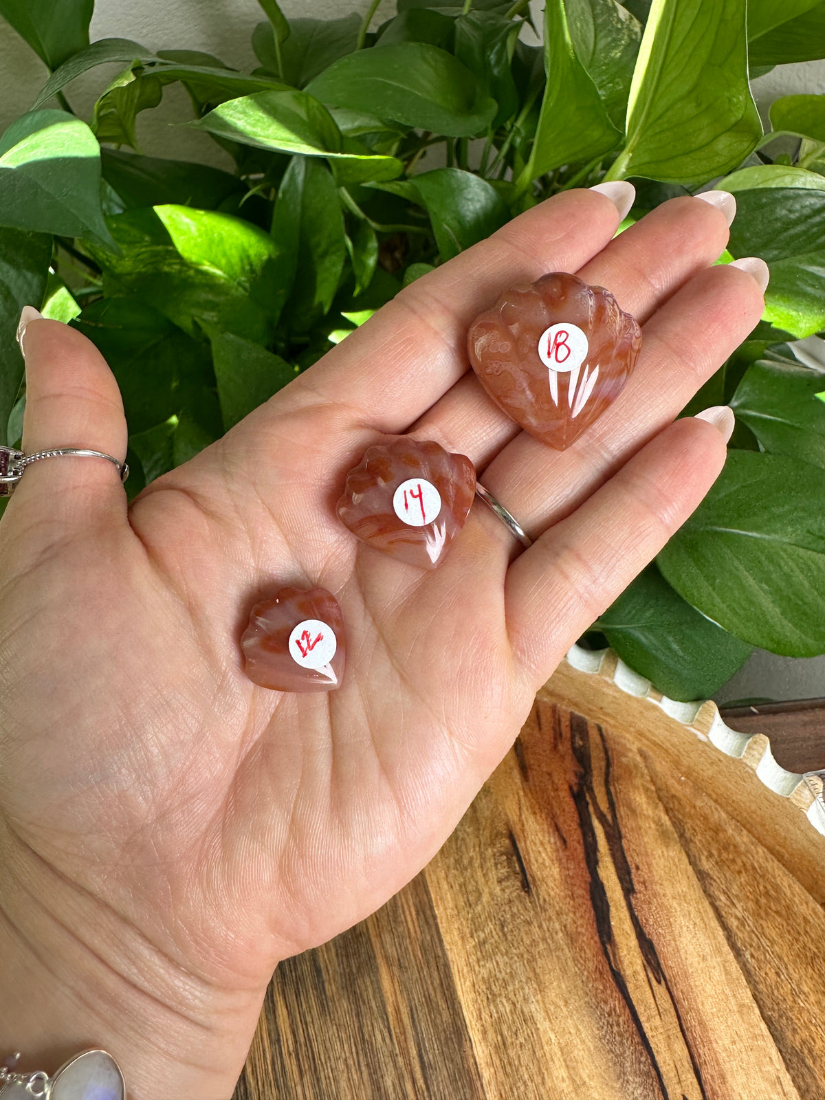 Carnelian Mini Shells