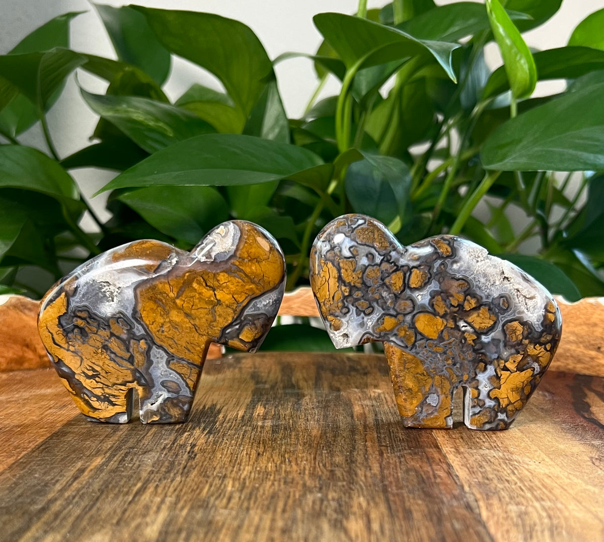 Brecciated Jasper Buffalos