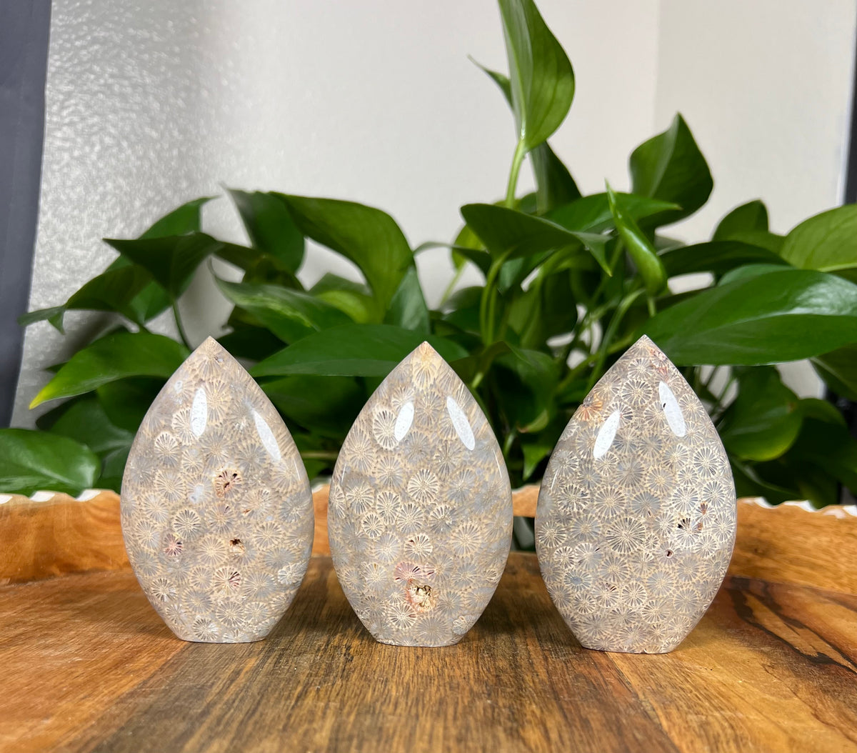 Fossil Coral Flames