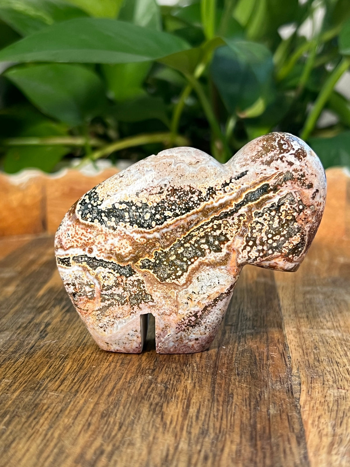 Sea Jasper Buffalo: RB