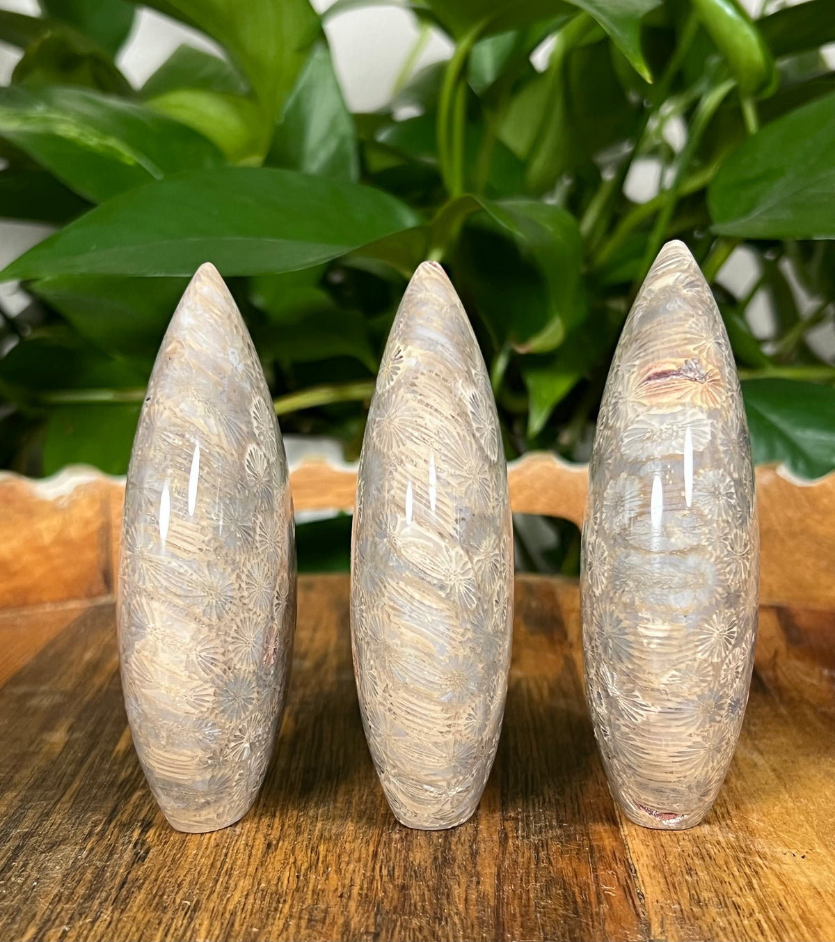 Fossil Coral Flames
