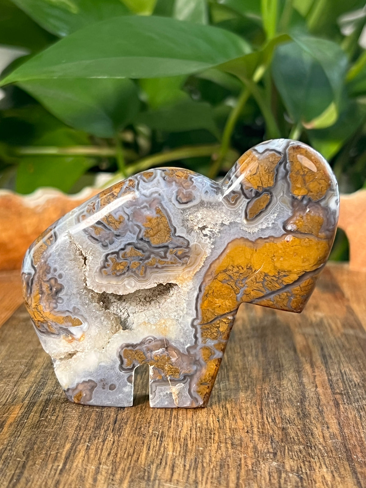 Brecciated Jasper Buffalos