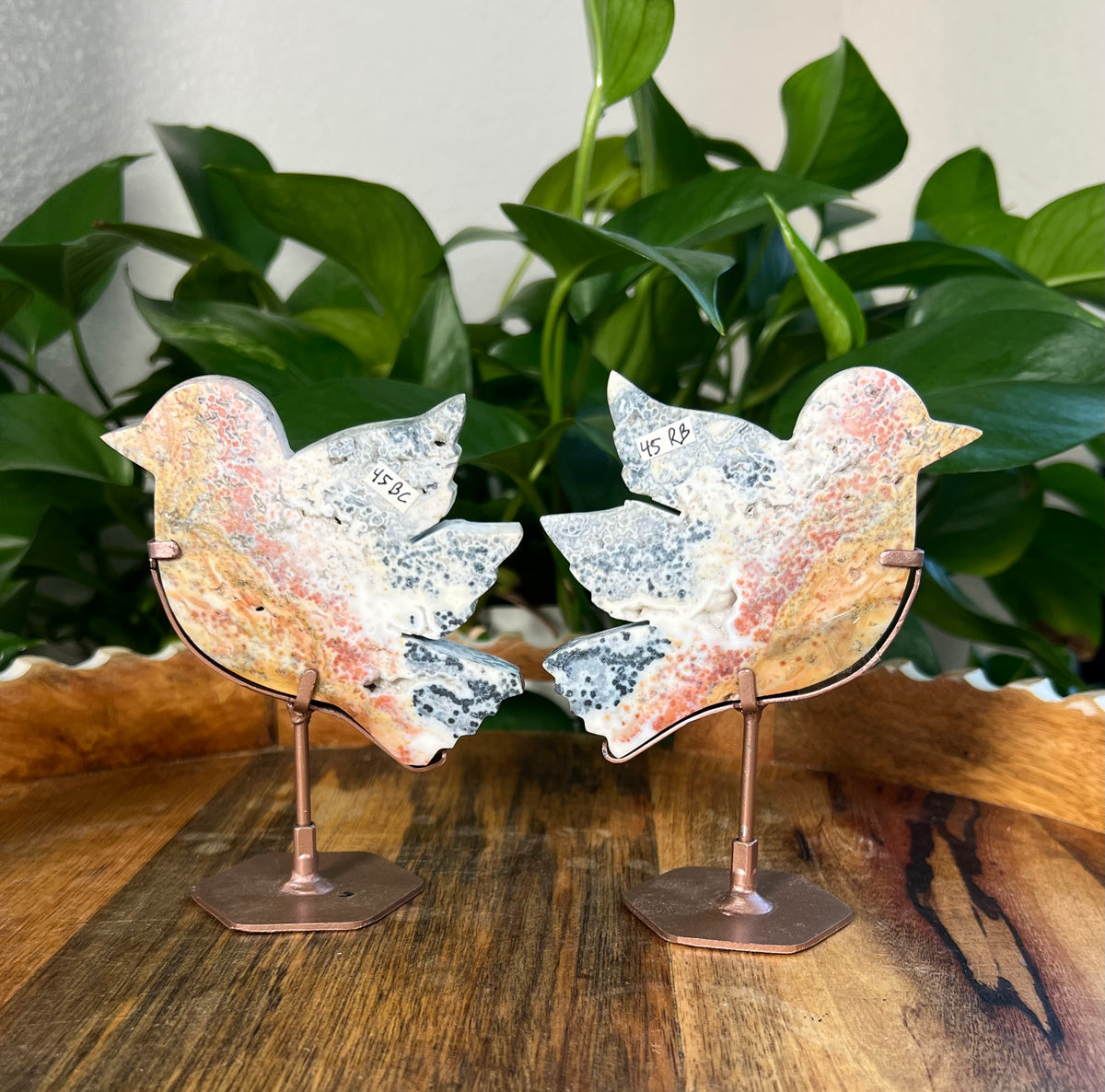 Sea Jasper Birds