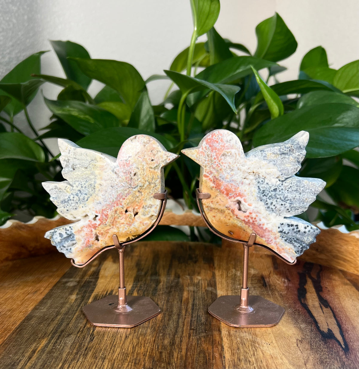 Sea Jasper Birds