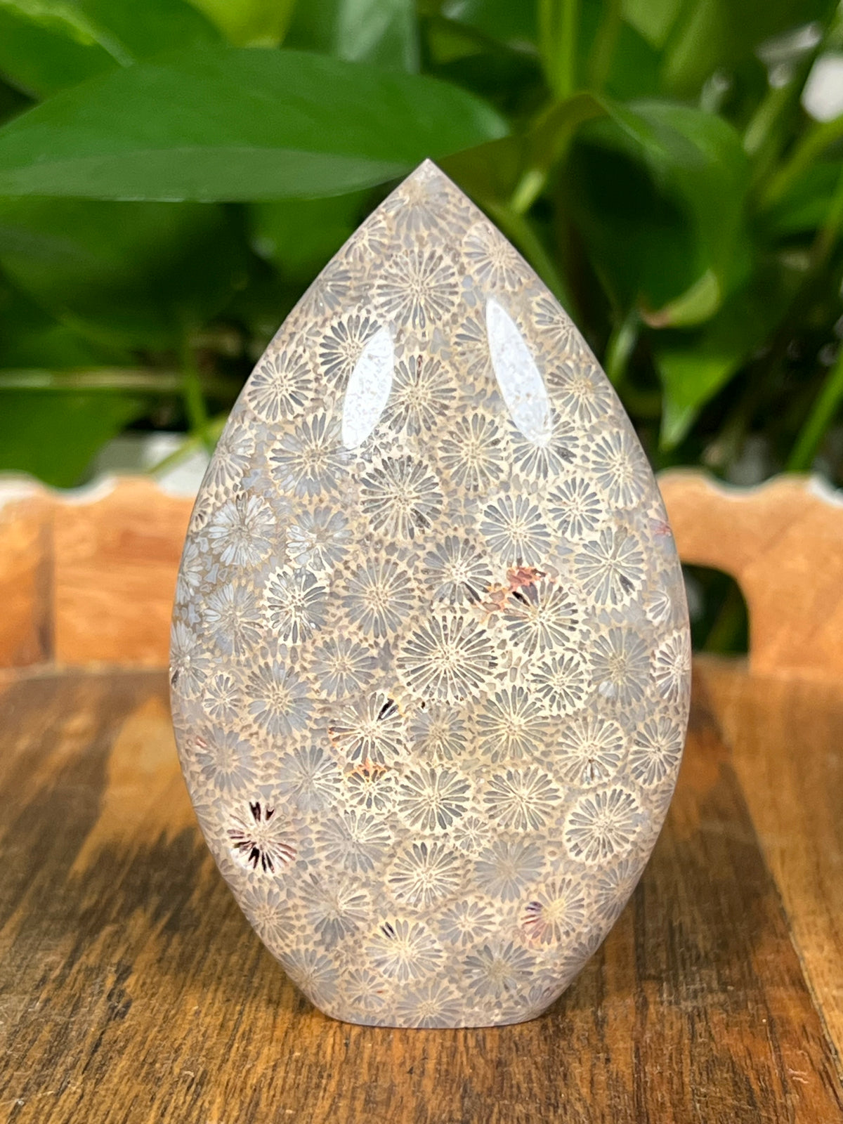 Fossil Coral Flames