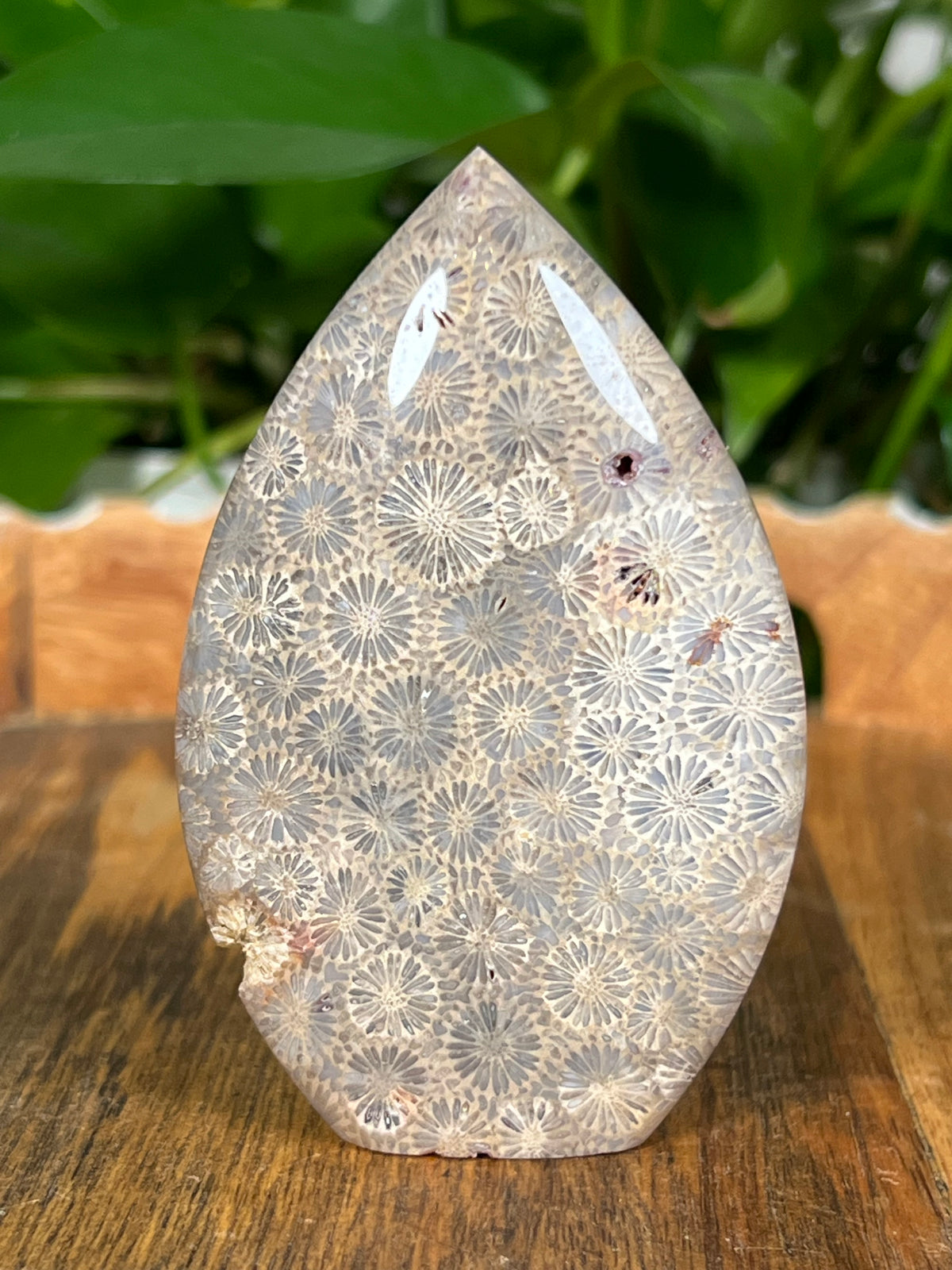 Fossil Coral Flames