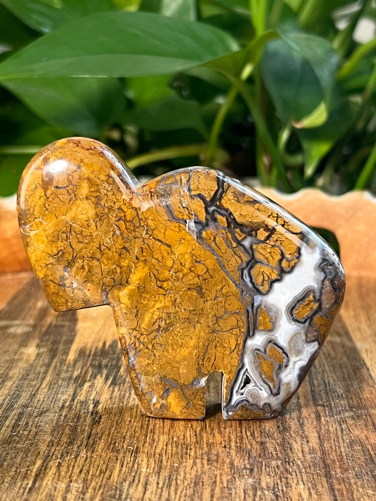 Brecciated Jasper Buffalos