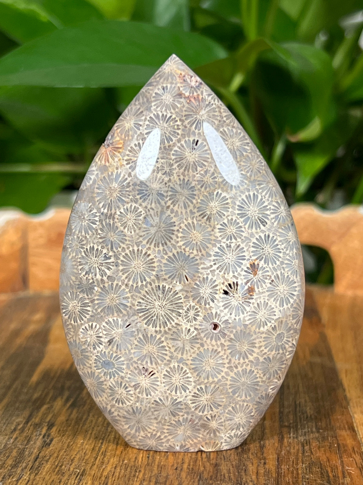 Fossil Coral Flames
