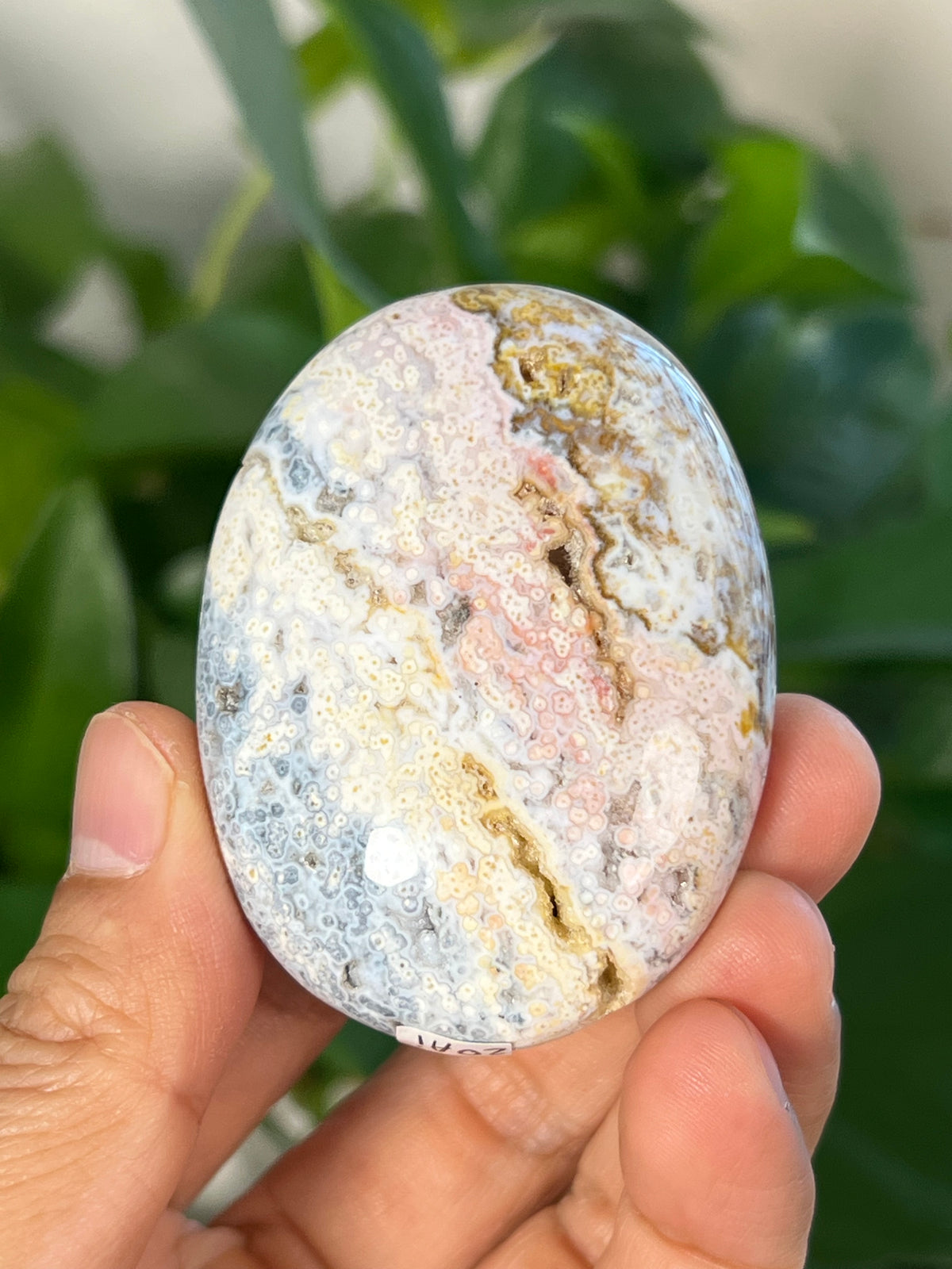 Sea Jasper Palmstone: Ai