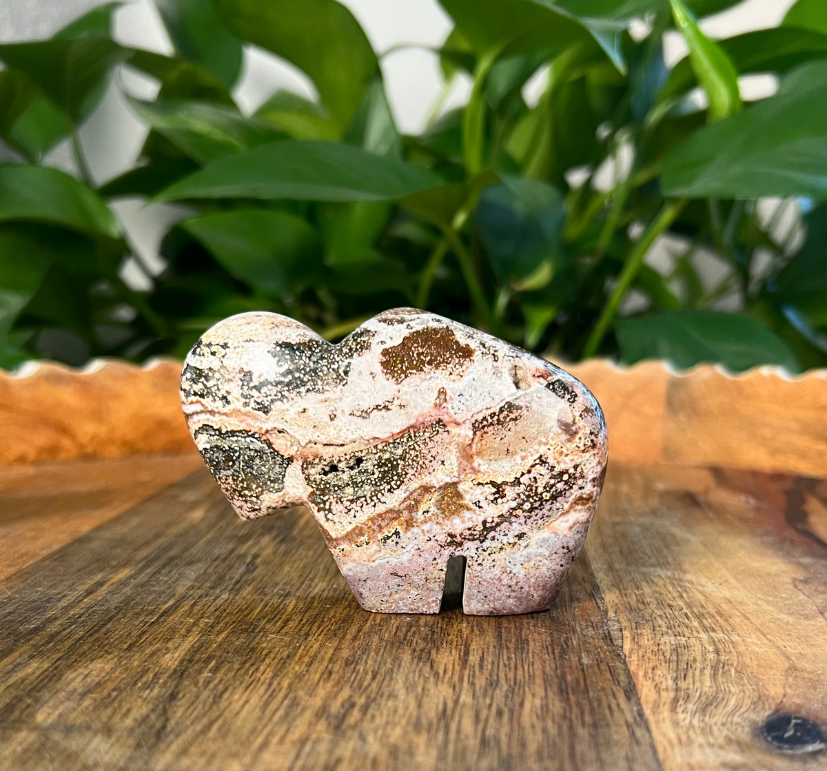 Sea Jasper Buffalo: KX