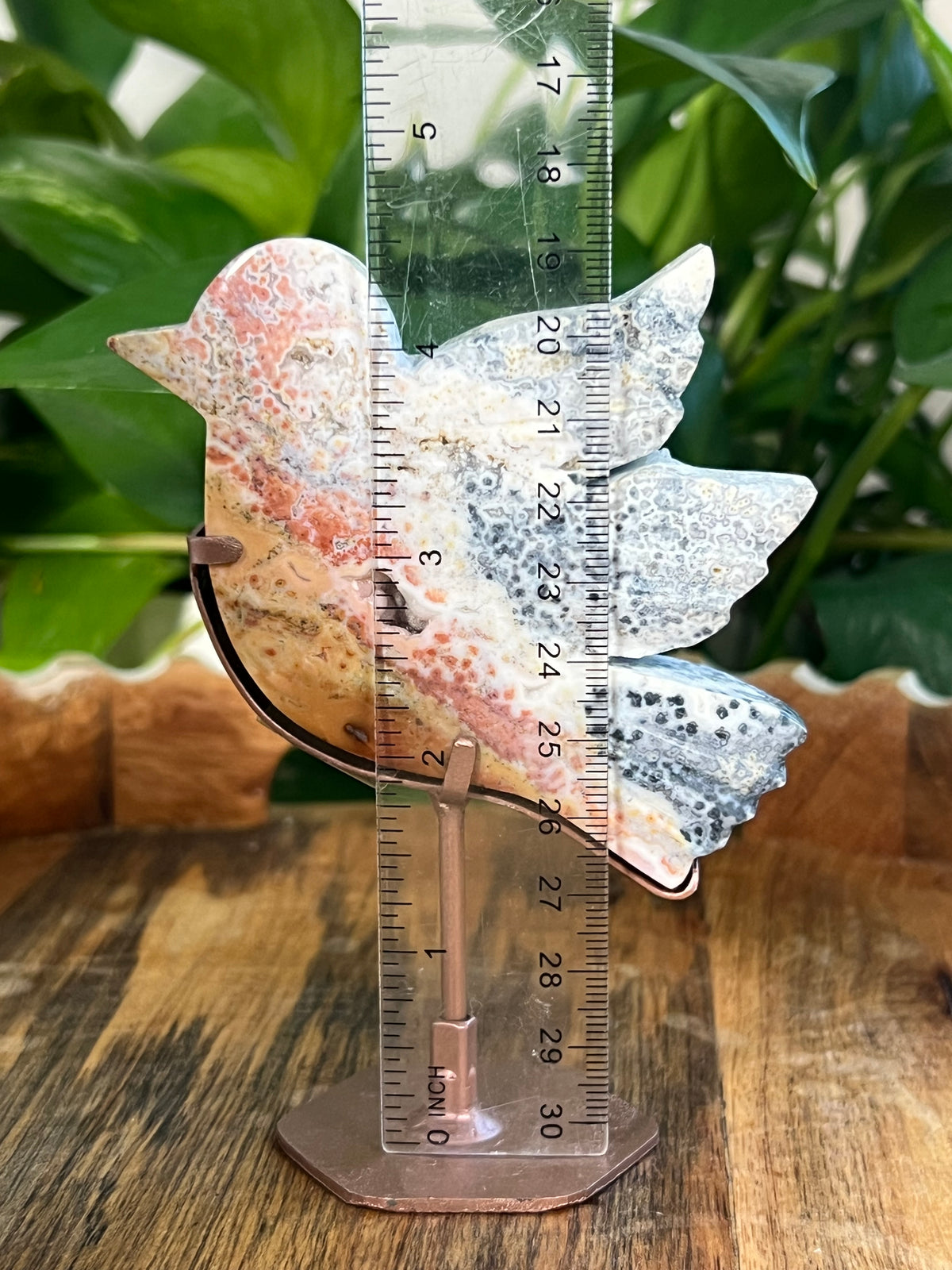 Sea Jasper Birds