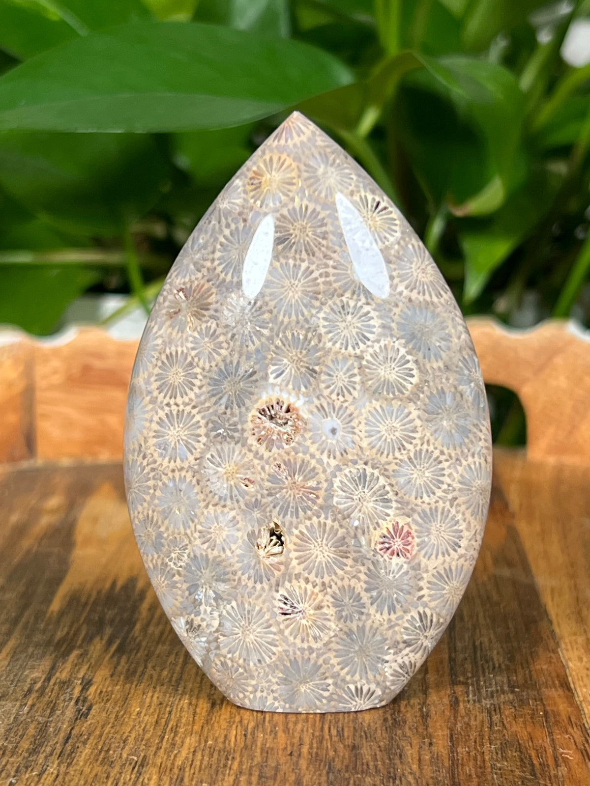 Fossil Coral Flames