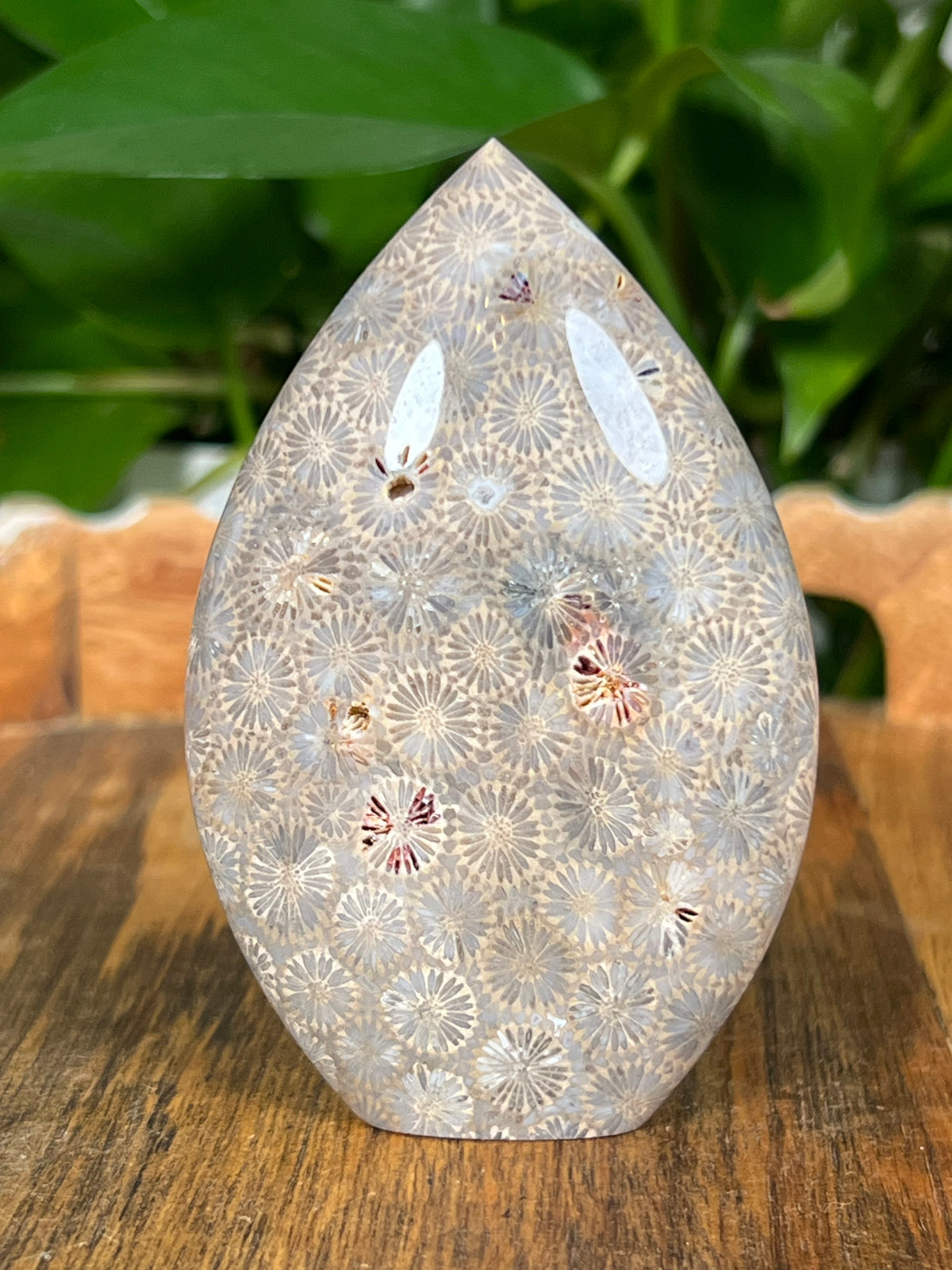 Fossil Coral Flames