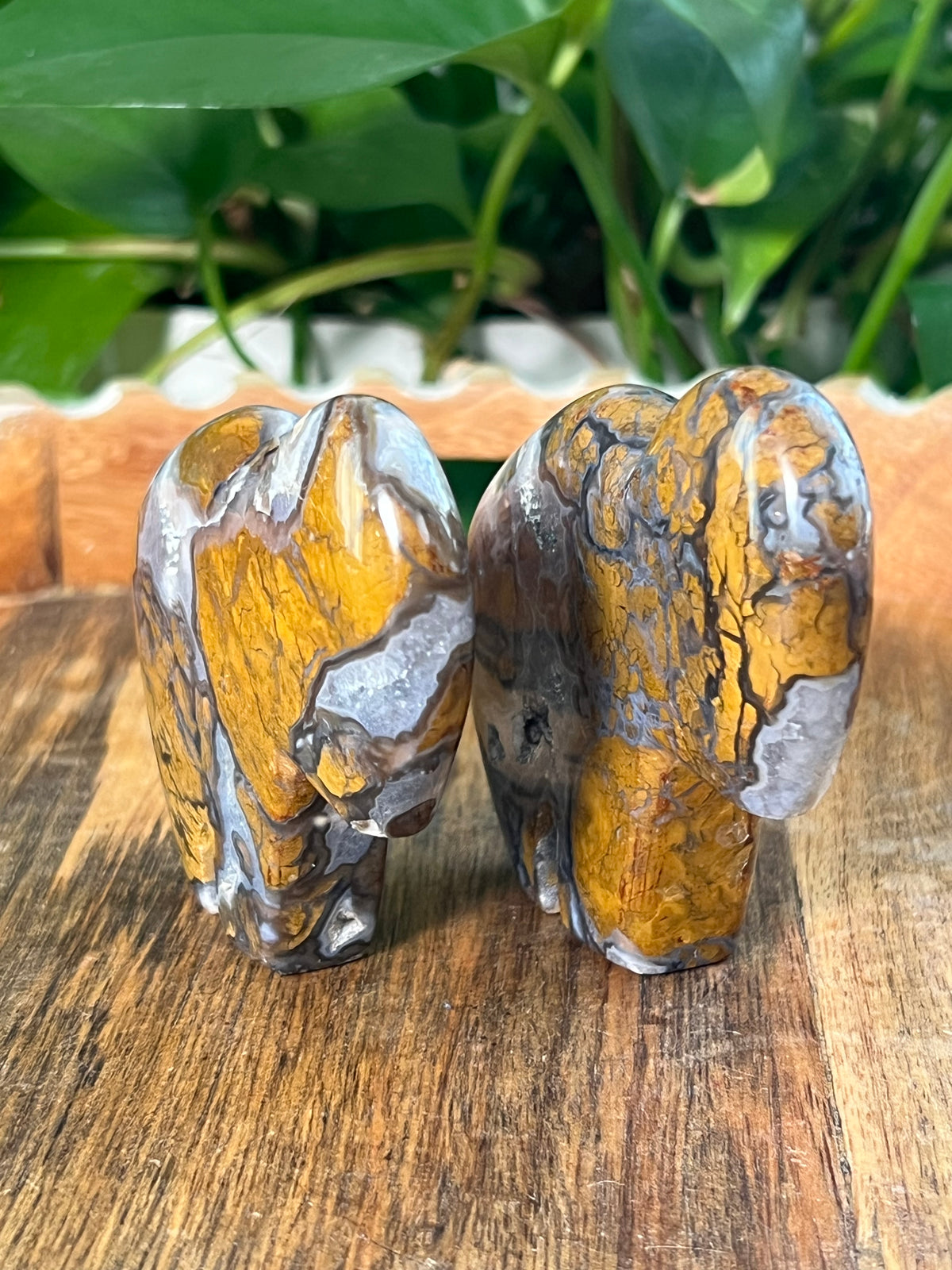 Brecciated Jasper Buffalos