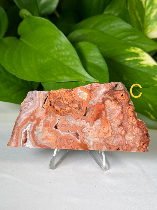 Crazy Lace Agate Slab: C