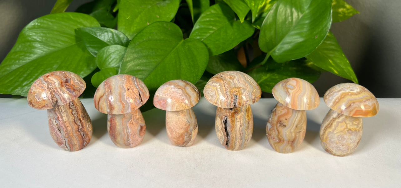 Crazy Lace Agate Mushrooms
