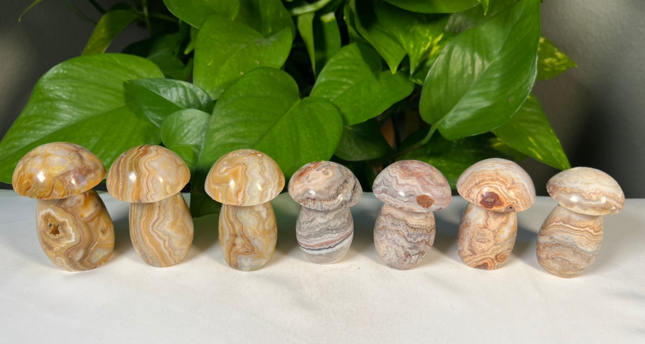 Crazy Lace Agate Mushrooms
