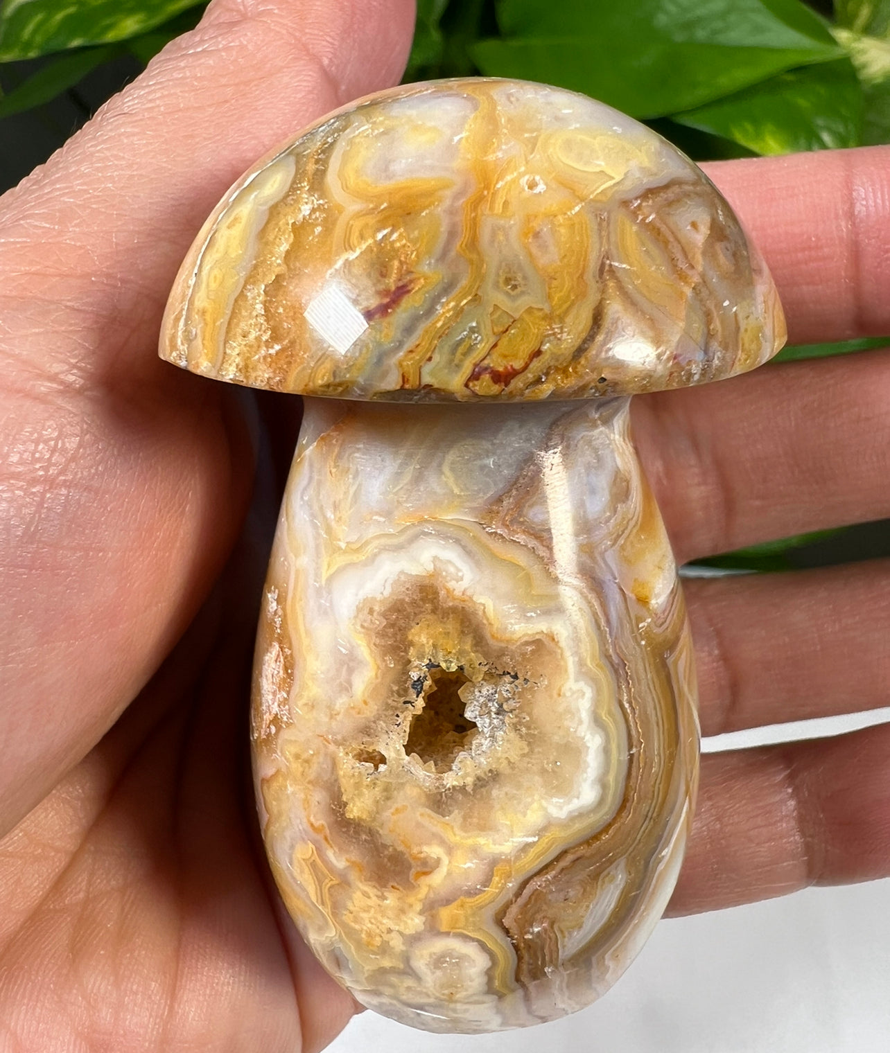 Crazy Lace Agate Mushrooms
