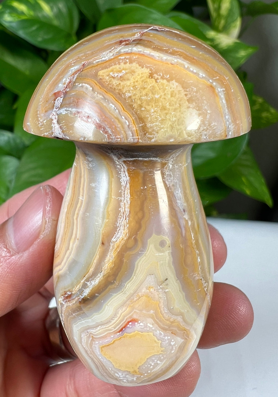 Crazy Lace Agate Mushrooms