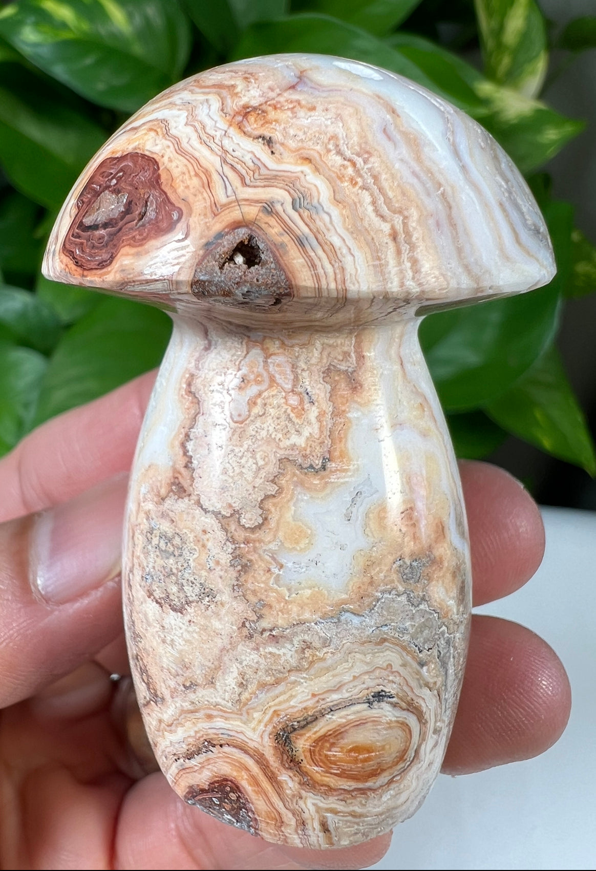 Crazy Lace Agate Mushrooms