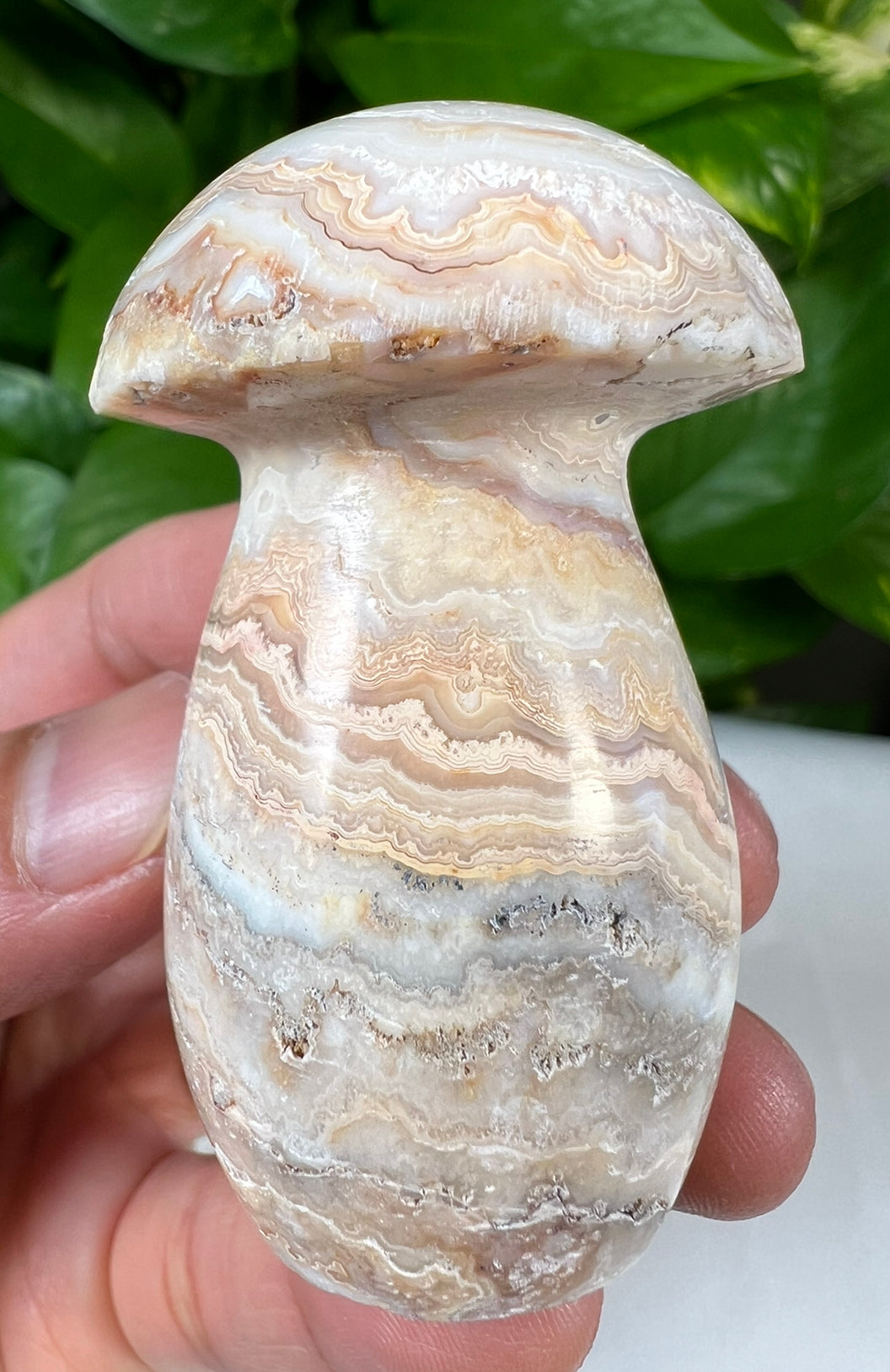 Crazy Lace Agate Mushrooms