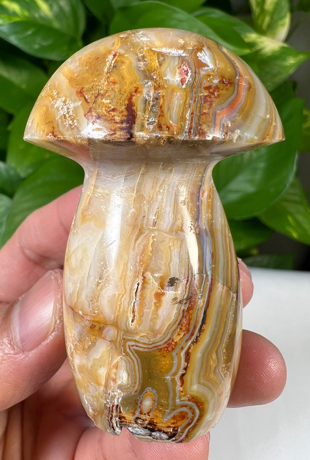 Crazy Lace Agate Mushrooms