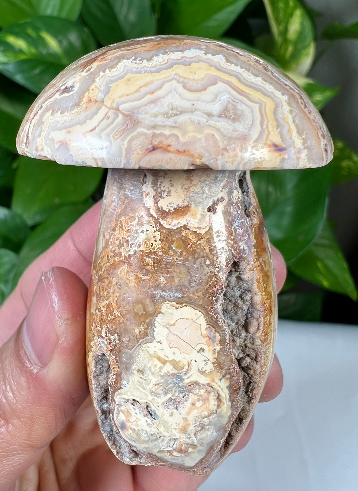 Crazy Lace Agate Mushrooms