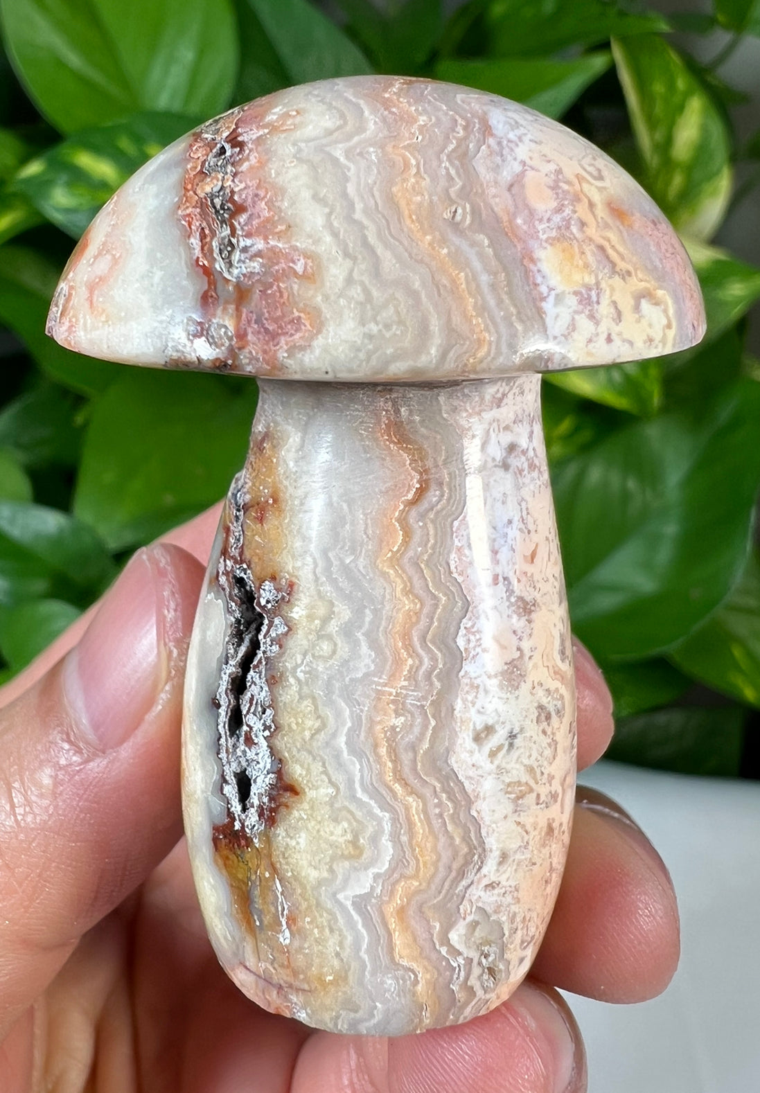 Crazy Lace Agate Mushrooms