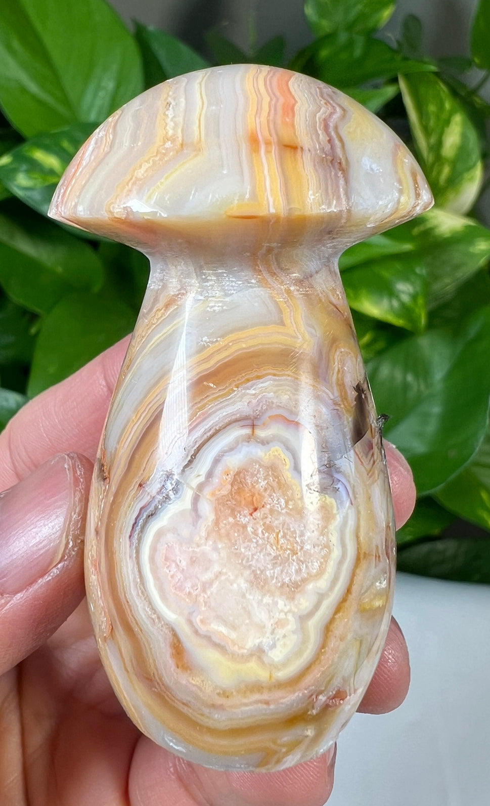 Crazy Lace Agate Mushrooms